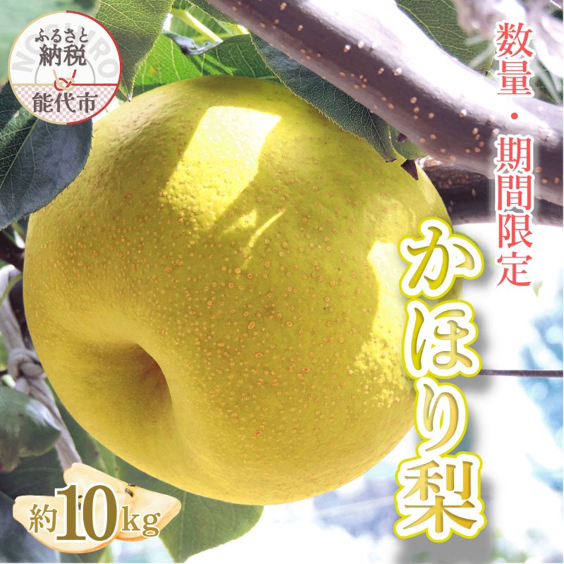 【ふるさと納税】【数量・期間限定】幻の梨 「かほり梨」［2025年10月上旬から出荷予定］ 10kg 秋田県 能代市 香り 梨 大玉 フルーツ 果物 幻 貴重 希少　お届け：2025年10月上旬から順次発送予定