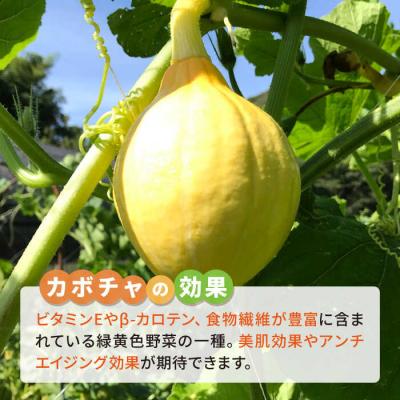 ふるさと納税 糸島市 カボチャ 500g 冷凍カット済み 福岡県糸島産 オーガニックナガミツファーム [AGE041] |  | 03