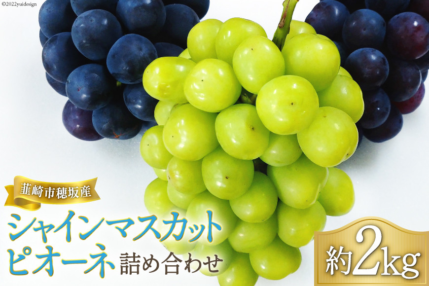 
【先行受付】 ぶどう シャインマスカット & ピオーネ 詰め合わせ 約2kg《2024年9月前半～10月前半出荷》 [フルーツランド平賀 山梨県 韮崎市 20742315] ブドウ 葡萄 食べ比べ フルーツ 果物 期間限定
