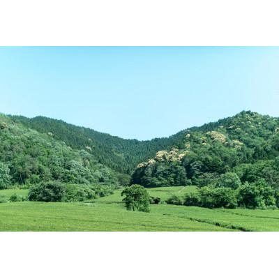 ふるさと納税 神河町 【ふるさと納税限定】仙霊茶 ティーバッグ 7 種 25 包 詰め合わせセット |  | 03