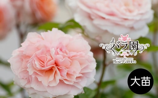 花巻温泉バラ園 オリジナル品種「ミラクルローズ90」　＜2026年3月より順次発送＞【2280】