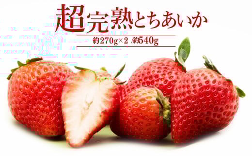 【先行受付：2月以降発送】いちご「茂木完熟いちご」　篠崎さんが育てた 朝どれとちあいか レギュラーサイズ 約270g × 2パック 合計 540g | いちご イチゴ 苺 とちあいか 完熟 果物 フルーツ くだもの 旬 産地直送 栃木県産 篠崎いちご園 栃木県 茂木町