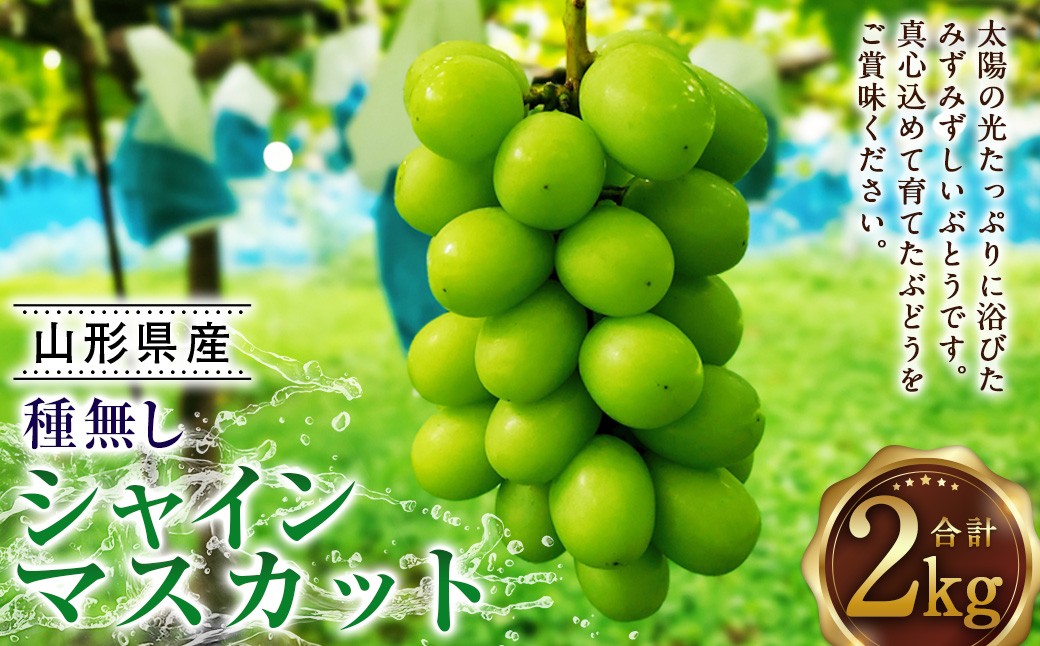
            たっぷり日光を浴びたみずみずしい種無しシャインマスカット 約2kg ギフト 高級 果物 【2025年9月下旬-10月上旬順次発送予定】
          