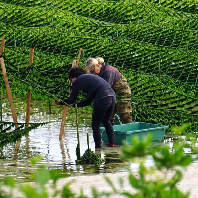 ふるさと納税 伊平屋村 【水洗い済・小分けパック】だから便利★　冷凍 生アーサ　★60g × 10パック |  | 03