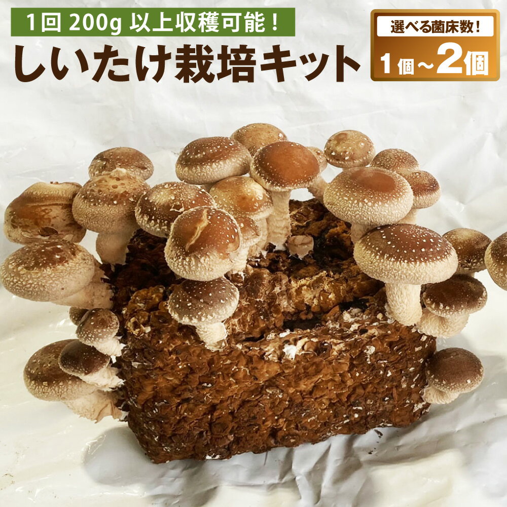【ふるさと納税】しいたけ栽培キット （菌床ブロック 1個 ／ 2個） ＜選べる容量＞ 【2026年4月下旬迄発送予定】 1回200g以上収穫可能 達人なら3～4回ほど収穫 しいたけ シイタケ 椎茸 きのこ キノコ 茸 きのこ栽培 しいたけ栽培 高知県 香美市 送料無料
