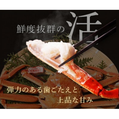 【蟹セレブ】タグ付き活〆ボイル・松葉がに(大・800g前後)【配送不可地域：離島・北海道・沖縄県・東北・関東・信越、北陸・東海・九州】