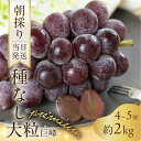 【ふるさと納税】《先行予約》 朝採り 当日発送 種なし 最高級 巨峰 2kg プレミアム ぶどう 大粒 果物 フルーツ ブランド 産地直送 生産者直送 農家直送 シャインマスカット 葡萄 8月 9月 愛知県 豊橋市 送料無料 20000円