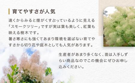 スモークツリー3号ポット苗4本おみつくろいセット |  苗木 ツリー 花木 ABZ0002