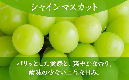 先行予約 訳ありこだわりのシャインマスカット約600gぶどう葡萄シャインマスカットZFO008