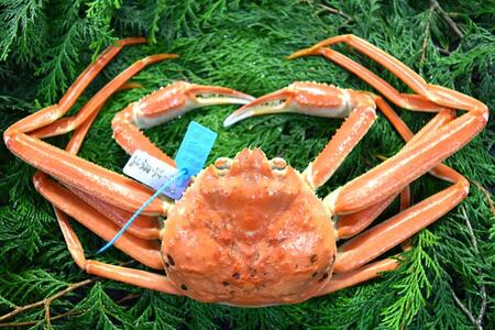 金沢港 直送！ボイル 加能ガニ(大)  ズワイガニ ずわい ズワイ蟹 蟹 カニ 冷蔵 人気 おすすめ 期間限定  石川 金沢 加賀百万石 加賀 百万石 北陸 北陸復興 北陸支援