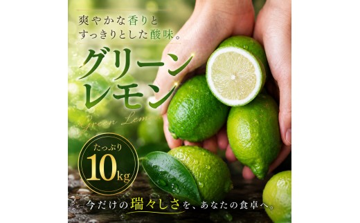 【選び抜いた一箱】 鮮烈な酸味 【グリーンレモン】 10kg 愛媛県産 【2026年9月下旬頃から順次発送】 | れもん レモン lemon 檸檬 訳あり フルーツ 柑橘 果物 おすすめ お勧め お取り寄せ ギフト 愛媛県 松山市