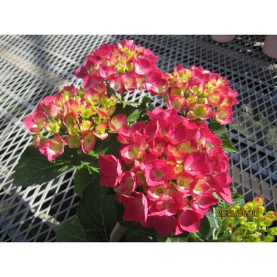 ふるさと納税 朝日町 あじさい詰め合わせ4号鉢×8鉢入(3〜4品種) |  | 02