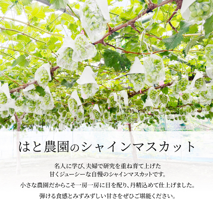 【先行受付】シャインマスカット 家庭用 大容量 2kg ぶどう ブドウ 果物 フルーツ 広島県 三原市 お中元 ギフト 249004