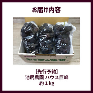 【7月下旬より順次発送】池尻農園　ハウス巨峰　約1kg_巨峰 約 1kg ぶどう 3房 久留米市産 渋み エグミ 無い フルーツ 果物 期間限定 池尻農園 ハウス巨峰 福岡県 久留米市 お取り寄せ お