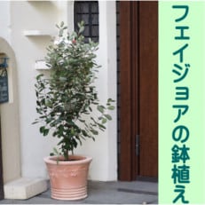 人気のトロピカル果樹　フェイジョアの鉢植え