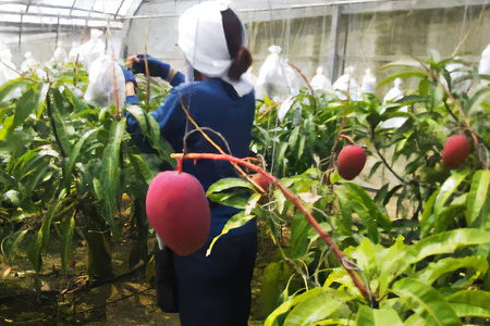 【先行予約 2026年 発送】かねよしマンゴーの甘くとろける マンゴー 2kg 家庭用 沖縄県産 アップルマンゴー アーウィンマンゴー 国産 完熟マンゴー 果物 南国 くだもの フルーツ 完熟 夏 旬