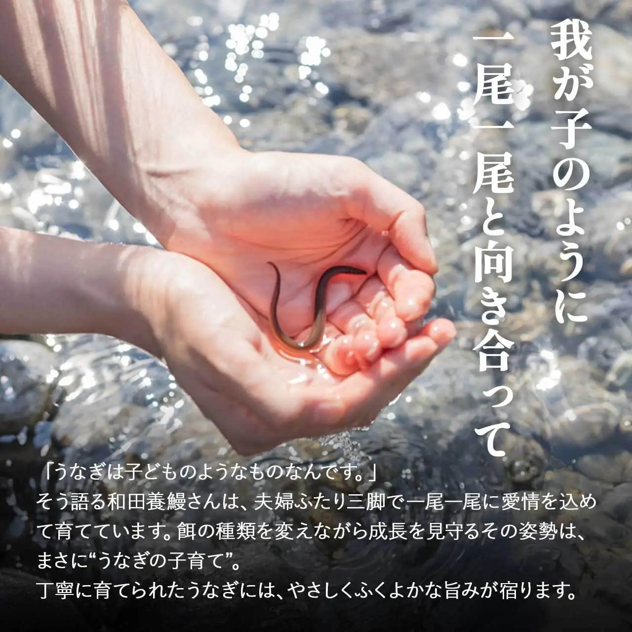 ふるさと納税限定　鹿児島県 大崎町産 国産 うなぎ 長蒲焼 2尾 計320g以上 | 鰻 うなぎ うな重 ひつまぶし ウナギ 人気 おすすめ 大隅半島 DU001