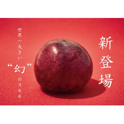 ふるさと納税 甲州市 <2026年先行受付>甲州市産 大玉 貴陽 3個(約800g) |  | 03