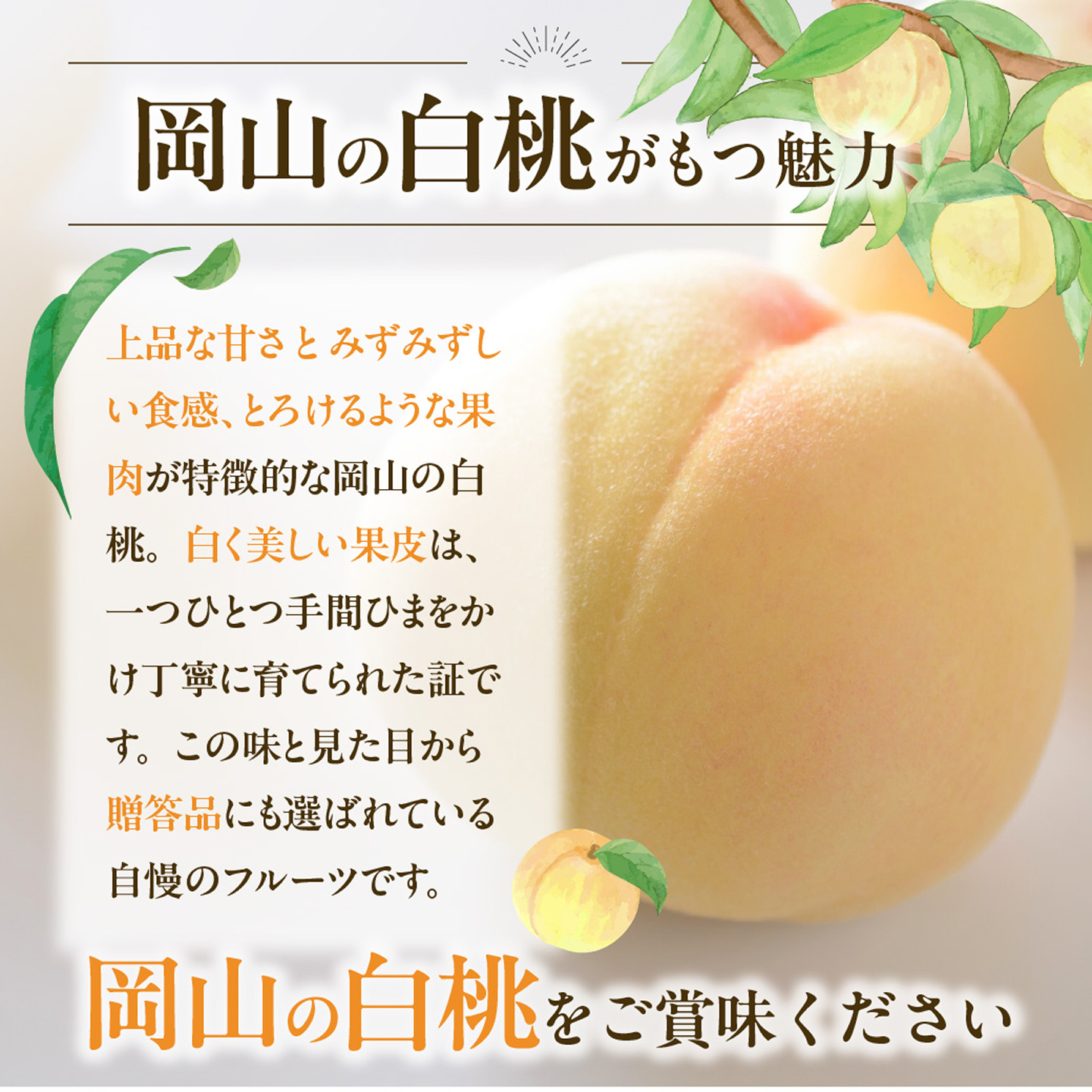 【2027年発送分・先行予約開始！】【定期便】岡山県産 白桃 約4kg・ぶどう 約5kg 計5回発送【先行受付 先行予約 白桃 シャインマスカット ニューピオーネ 晴王 種無し 高糖度 定期便 旬 フ