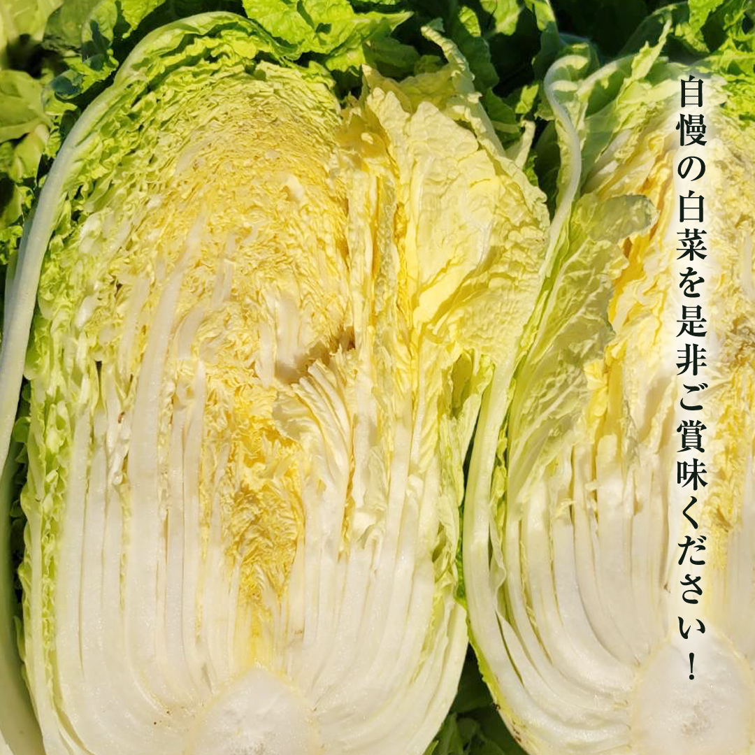 【2025年11月上旬より発送開始】 茨城県 八千代町産 白菜 はくさい 1箱 （ 4玉 ） 10kg 以上 生産量 日本一 農家直送 期間限定 ハクサイ 鍋 冬野菜 野菜 やさい 旬 ふるさと納税 