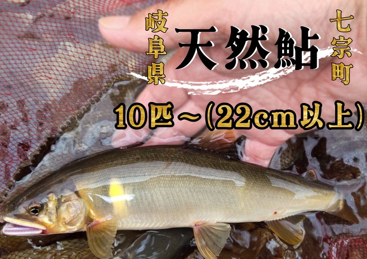 
                  ※岐阜県産天然鮎七宗町産(22cm以上) ※2026年7月中旬より順次発送予定 ◇
                