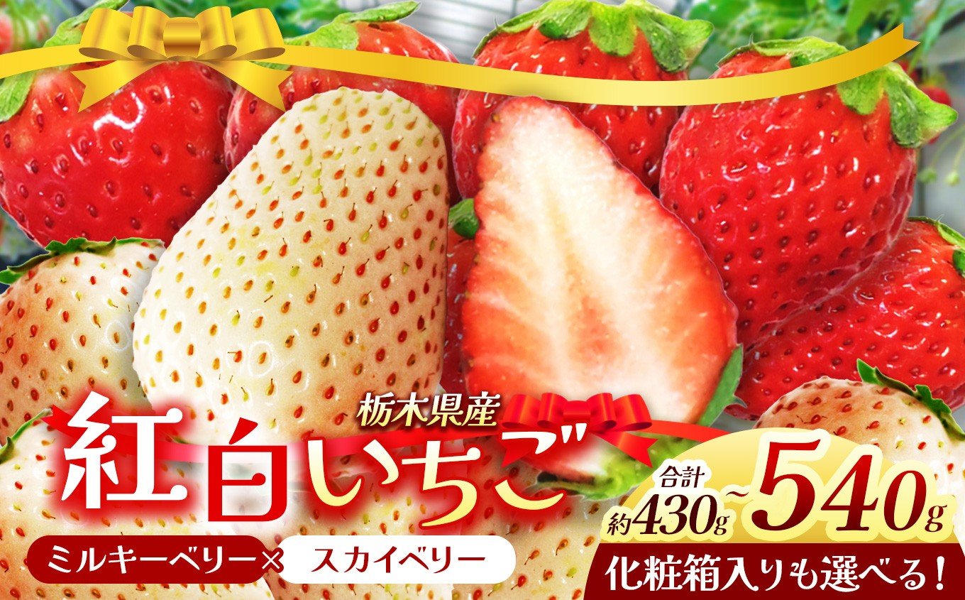 
                  栃木県産 スカイベリー ミルキーベリー 約430g～540g | 選べる 約270g×2 12～15粒化粧箱入 紅白 紅のみ 2025年度産 2026年12月より随時出荷 産地 大粒 冬 味覚 いちご 苺 イチゴ ストロベリー 大きい ジューシー 甘い あまい 甘味 人気 栃木県 下野市 送料無料
                