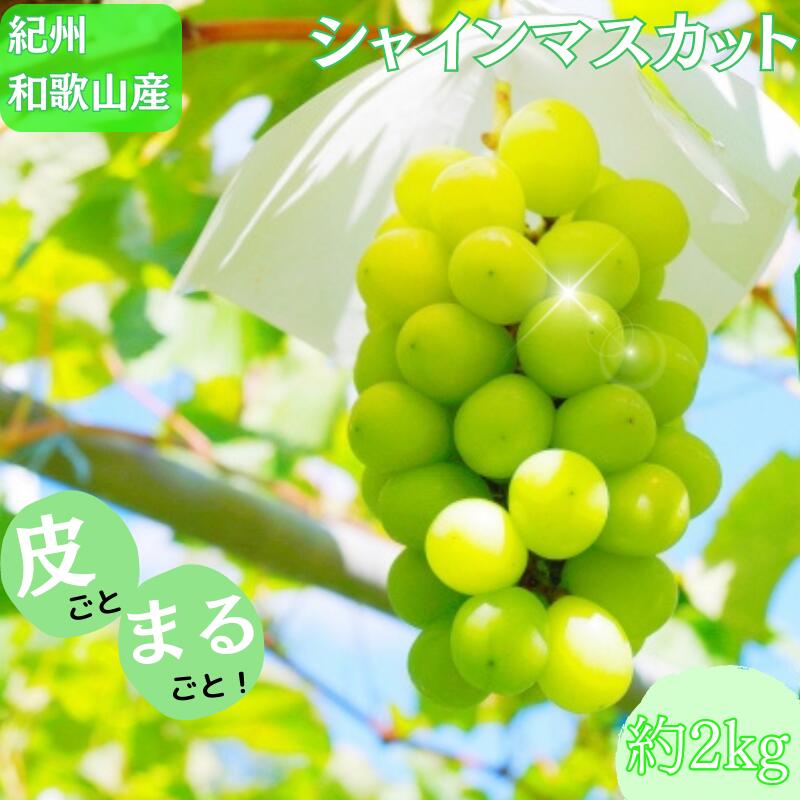【ふるさと納税】 紀州和歌山産 シャインマスカット 約2kg ※2027年8月下旬頃～2027年9月中旬頃に順次発送 ※日付指定不可 ぶどう ブドウ 葡萄 マスカット 果物 くだもの フルーツ 人気 旬の果物