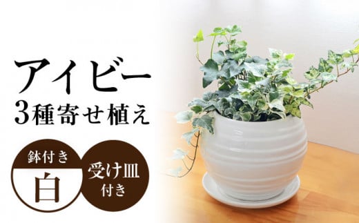 観葉植物 アイビー ヘデラ 3種 寄せ植え ボール形 陶器 鉢植え （白／黒）インテリア ギフト / 観葉 植物 インテリア おしゃれ プレゼント / 大村市 /琴花園[ACYK006]