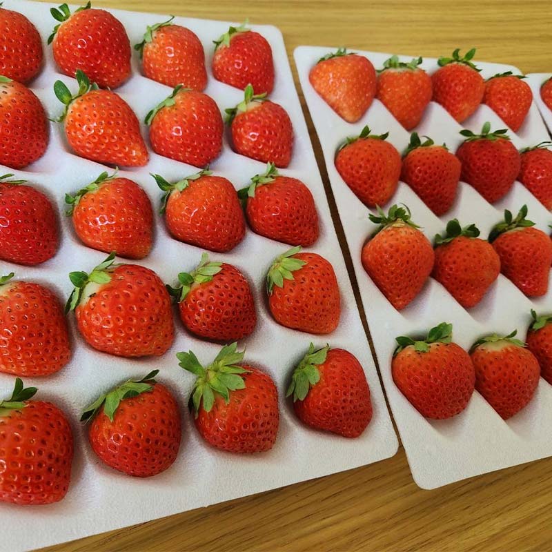 先行予約!【2026年6月末から順次発送】すずあかね 32～60粒×1箱 夏いちご 贈答用 イチゴ 夏イチゴ 果物 苺 いちご 夏 スィーツ ケーキ フルーツ 北海道 _F5F-0095