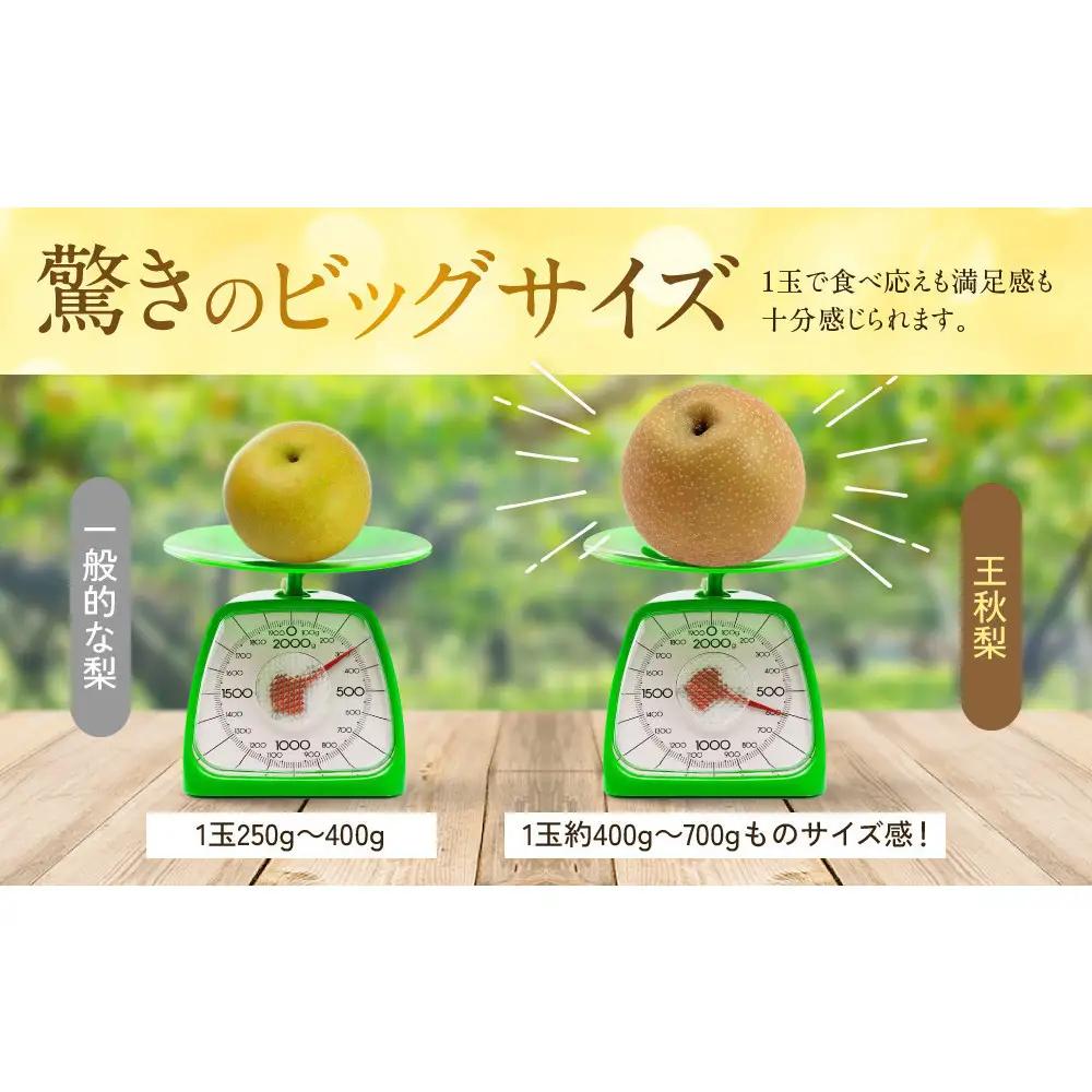 【先行予約】訳あり 数量限定 鳥取県産 王秋梨（おうしゅうなし） 約5kg （7～15玉）≪2026年11月中旬頃出荷≫ 【鳥取県 境港市】