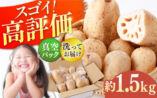 【R8年7月以降発送】【年内発送】【真空パック】リピーター続々！ 洗いれんこん 約1.5kg【和泉農園】  佐賀県 白石 [ICE002]