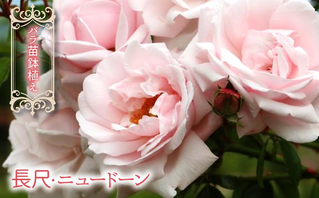 
                  【2026年3月から発送】バラ苗鉢植え「長尺・ニュードーン」057-059
                