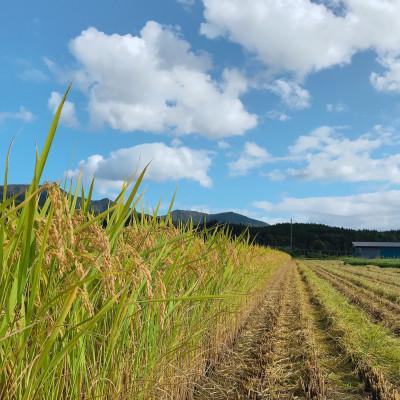 ふるさと納税 新庄市 至福のはえぬき(精米)3kg |  | 02