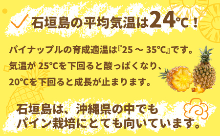 【先行受付】石垣パイン 6個セット ボゴール種【2026年5月初旬～6月初旬発送予定】MI-005