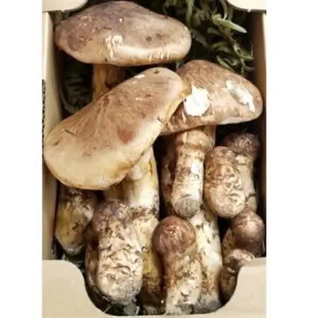 【2026年秋発】岩手県岩泉産松茸　500g前後(450g～550g)(小ぶり、割れ、キズ、開き等)_野菜 松茸 きのこ まつたけ マツタケ_【配送不可地域：離島】【1415835】