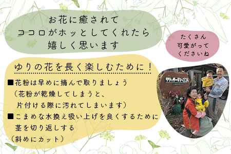 生産者直送】高レビュー5.0 幸せと笑顔を届けるオリエンタルリリィ ユリ 百合 花 切り花 フラワー 艶やか 美しい 華やか 可憐 鮮やか 長持ち 強い 有機肥料 自然 人気 ラッピング プレゼント 