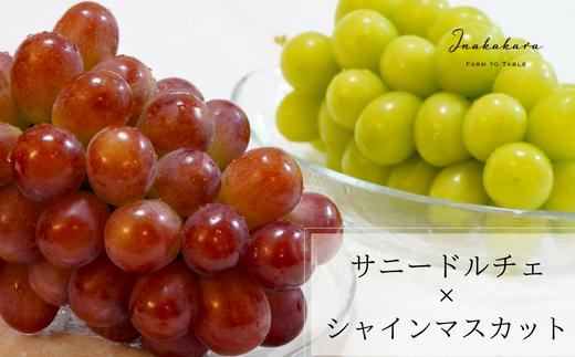【2026年発送★先行予約】Inakakara　一宮のシャインマスカットとサニードルチェの詰め合わせ　二房（約1.1~1.2kg）192-006-26y
