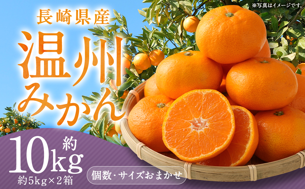 長崎県産 温州みかん 約10kg ( 5kg × 2箱 ) 個数・サイズ おまかせ ／ フルーツ 果物 くだもの 果実 ミカン 蜜柑 柑橘 長崎県 長崎市 川口農園 アフター保証 【2026年11月下旬-2027年1月下旬発送予定】