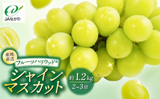 
            ＜2025年9～10月発送＞JAながの　須高産　シャインマスカット　約1.2kg　2～3房入り【1377390】
          
