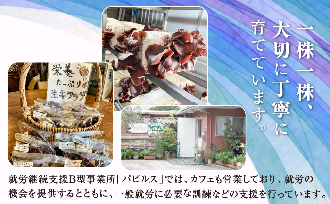 生きくらげ1.25kg (250g5袋) | 就労継続支援B型事業所パピルス | 国産 肉厚 ぷるぷる 産地直送 採れたて 新鮮 | 健康 美容 鉄分 食物繊維 ビタミンD グルメ | 沖縄県 宜野湾