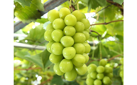 岡山県産 詰合/白桃2玉(1玉220g以上)・ニューピオーネ1房(480g以上)・シャインマスカット「晴王」１房(480g以上) 化粧箱入り