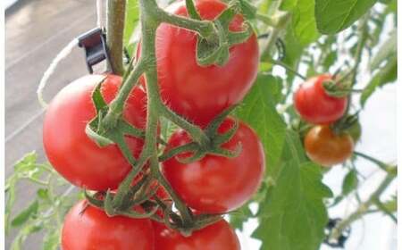 フルーツトマト「トマ糖＊太陽のめぐみ」フルティカ3kg　ALPBI009