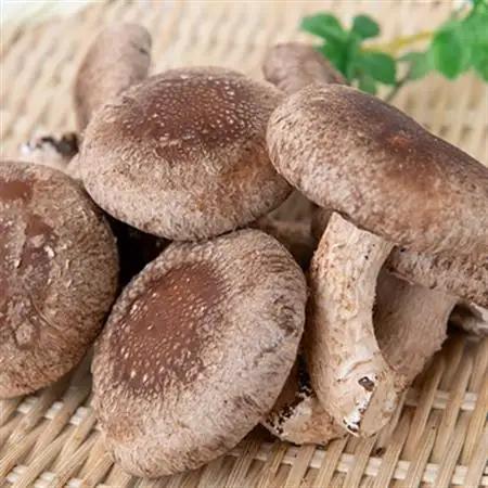 【農福連携】千葉県館山産 生しいたけ110g×5パック 就労継続支援A/B型併用事業所「ゆみの里」【配送不可地域：離島・沖縄県】【1486687】