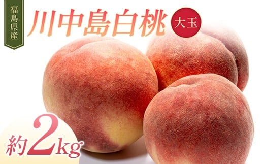 
            【2026年出荷分先行予約】福島県産 川中島白桃 約2kg (約6玉入り) 伊達農園 大玉 伊達の桃 桃 フルーツ 果物 もも モモ momo F21C-310
          