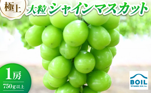 極上　大粒シャインマスカット　750g以上【1678236】