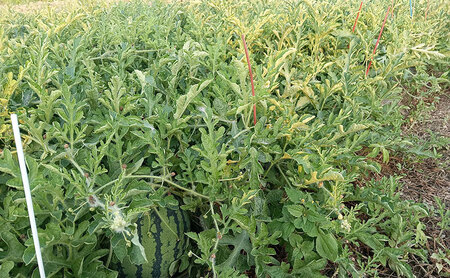 西瓜（スイカ）/赤土　金色羅皇 果物 くだもの デザート 石川県 珠洲市