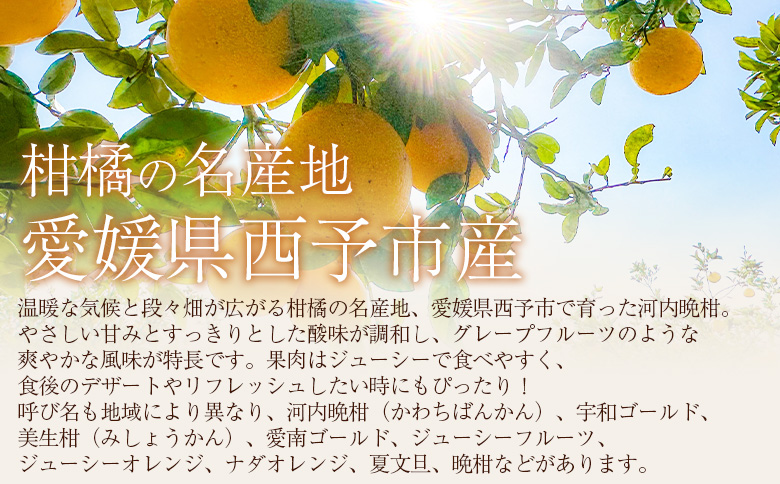 ＜秀品 河内晩柑 (L～3Lサイズ) 約7kg＞『2026年4月中旬から順次出荷予定』かわちばんかん 丸二青果 愛媛県西予市
