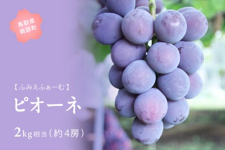 ピオーネ 約2kg　9月出荷予定＜2026年収穫分・数量限定＞【先行予約】