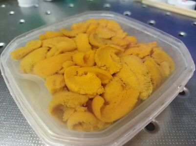 【先行予約】【数量/期間限定】三崎の赤ウニ（塩水パック） 約80g ※北海道・東北地方・沖縄・離島への配送不可（2026年8月上旬より順次発送） IKTJ017