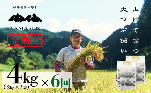 令和7年産米【定期便】山仙（いのちの壱）【2kg×2袋（4kg）×6回】 すがたらいす 下呂市金山産 2025年産 毎月 4キロ×6カ月 お米 精米 下呂温泉 下呂市 米 ブランド米